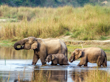 Chitwan