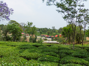 Palampur 2